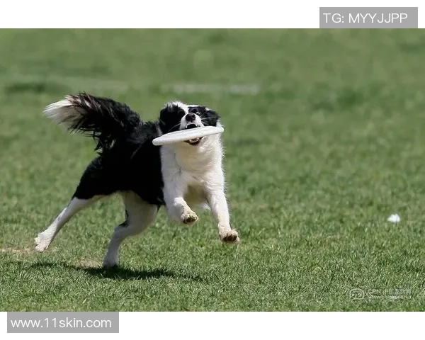 深圳飞盘队勇闯极限运动世界杯的奋斗与荣耀之路